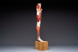 A French anatomical model of a human leg in polychrome papier-mache, Maison Auzoux, dated 1947