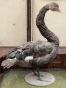TAXIDERMY MODEL OF BLACK SWAN, circular base, 78cms (h) Comments: dust soiled, feathers damaged,