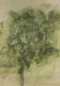 JOAN CONNELL (b. 1925) pencil & wash - 'Green Leaves', signed and dated 1965, 50 x 67cms Provenance: