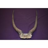 A set of Antelope antlers
