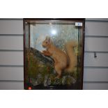 A wall hanging taxidermy Diarama of a Red Squirrel with hand painted background and a label