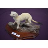 A taxidermy study of a stoat in ermine on a log mounted on a wooden plinth