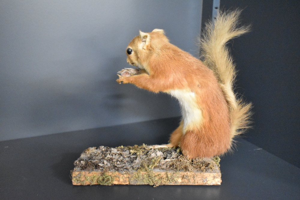 A taxidermy study of a Red Squirrel holdig a Hazel nut mounted on a leaf covered wooden plinth - Image 2 of 2