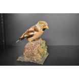 A Taxidermy study of a Haw finch mounted perched upon a rock