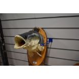 A taxidermy study of a zander head mounted on a wooden shield