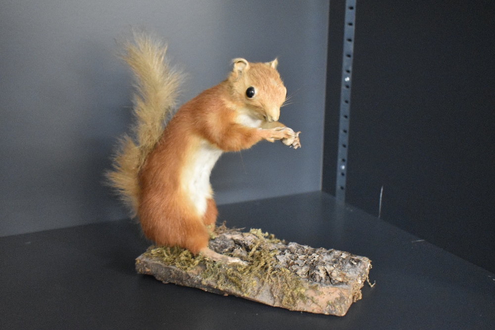 A taxidermy study of a Red Squirrel holdig a Hazel nut mounted on a leaf covered wooden plinth