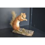 A taxidermy study of a Red Squirrel holdig a Hazel nut mounted on a leaf covered wooden plinth