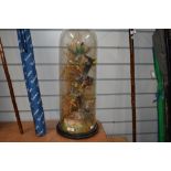 A tall Victorian domed taxidermy diorama study of exotic tropical birds. Ornithology and natural