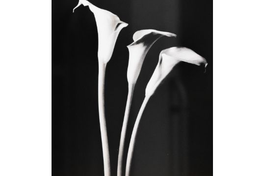 Artist unknown, pair of black and white giclée printed photographs depicting delicate flowers, - Image 4 of 6