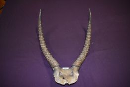 A set of Antelope antlers and top of skull