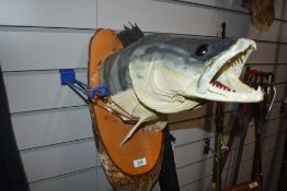 A taxidermy study of a zander head mounted on a wooden shield