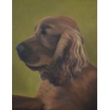 Sheila King (British contemporary) Oil on canvas, 'Des' traditional portrait of a brown spaniel on