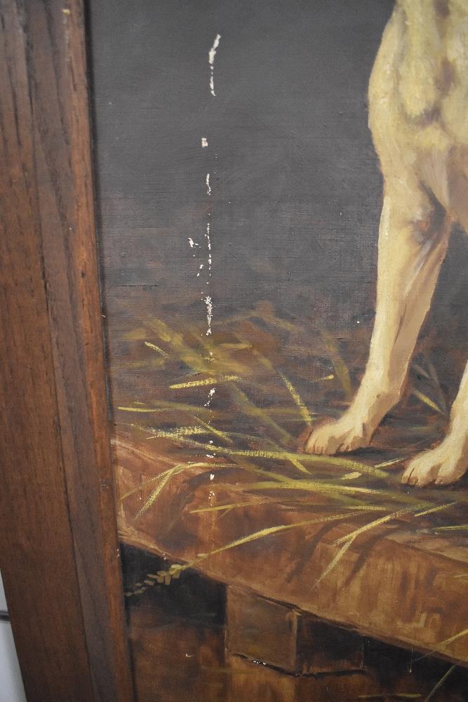 An early 20th century English school oil on canvas, Foxhound within a stable setting, unsigned, - Image 4 of 4