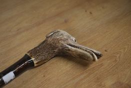 A walking stick with carved antler handle in the form of a long muzzled dog