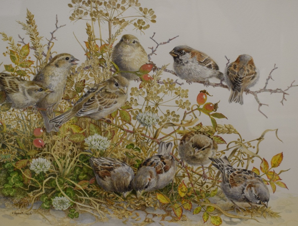 Elizabeth Walsh (British 1945) Watercolour 'No Shortage of Sparrows', depicting a group of the small