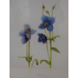 After Helen Raeburn (British Contemporary) a pair of lithographs, floral studies of Himalayan blue