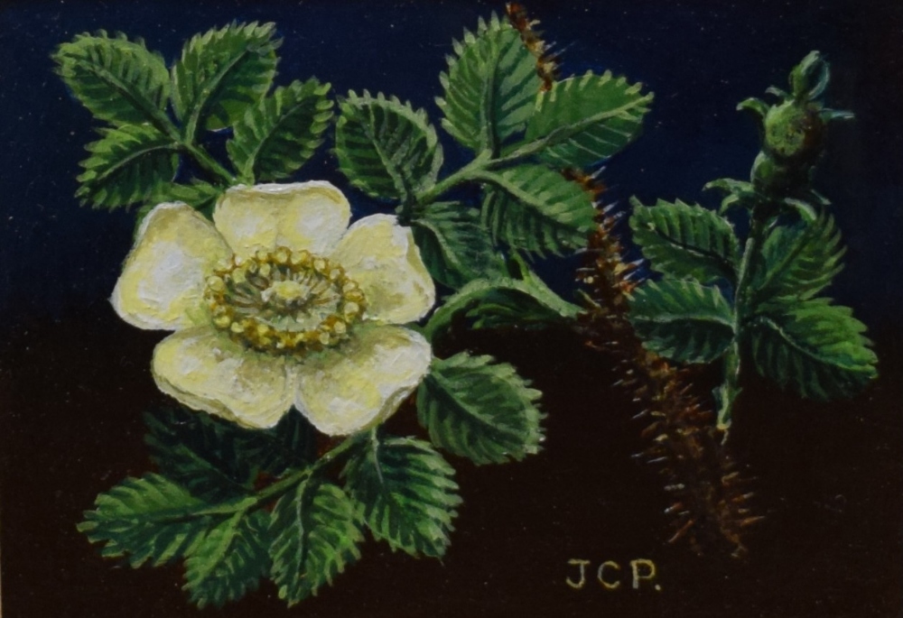 Local interest* Jonathon C. Pearson (British 20th century) acrylic on board 'Dog Rose' initialled
