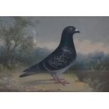 Andrew Beer (British 1862 - 1954) oil on canvas, an accomplished depiction of a racing pigeon,