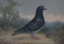 Andrew Beer (British 1862 - 1954) oil on canvas, an accomplished depiction of a racing pigeon,