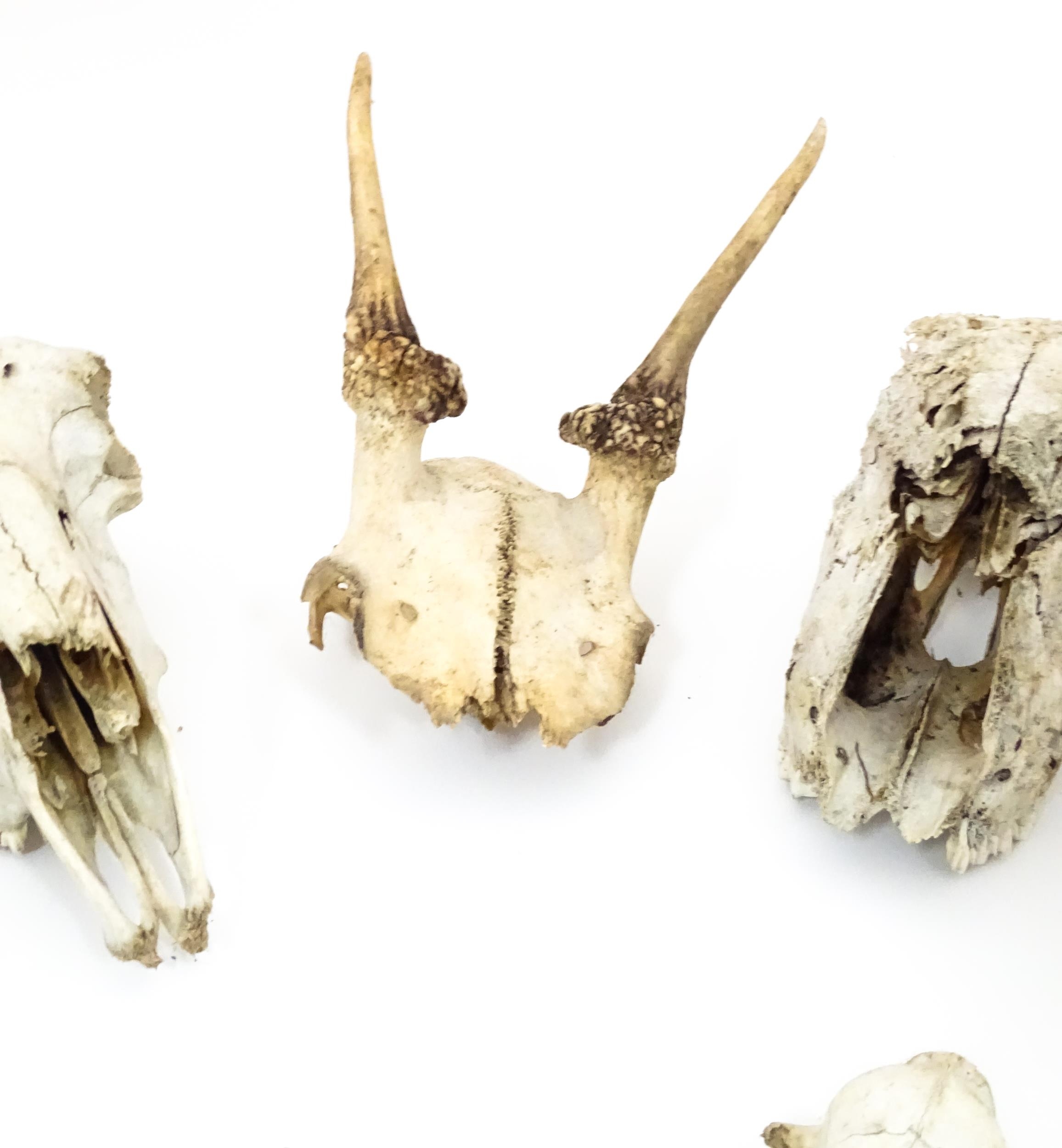 A quantity of mammal skulls , to include a Chinese Water Deer buck, a Fallow pricket, fox, rabbit - Image 5 of 9