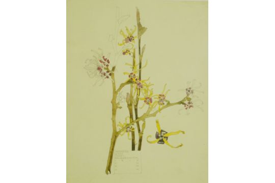 Charles Rennie Mackintosh - Japanese With Hazel & Willow Herb, two print, baring label verso, - Bild 1 aus 8