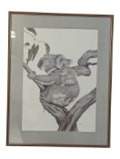 R WOODFORD GANF - AUSTRALIAN LIMITED EDITION KOALA PRINT