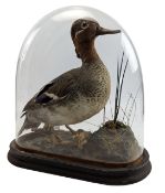 NATURAL HISTORY INTEREST - VICOTRIAN TAXIDERMY TEAL DUCK IN GLASS DOME