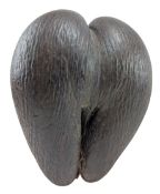 UNPOLISHED COCO DE MER (LODOICEA MALDIVICA), SEYCHELLES
