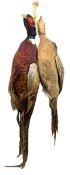 NATURAL HISTORY INTEREST - TAXIDERMY BRACE OF MALE & FEMALE PHEASANTS
