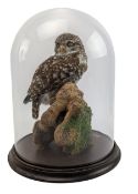 NATURAL HISTORY INTEREST - TAXIDERMY CIRCA 1980S LITTLE OWL IN GLASS DOME