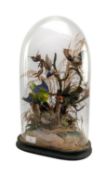NATURAL HISTORY INTEREST - VICTORIAN 19TH CENTURY TAXIDERMY BIRDS OF PARADISE IN DOME