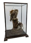 NATURAL HISTORY INTEREST - TAXIDERMY CIRCA 1988 LITTLE OWL IN DISPLAY CASE
