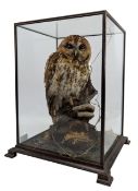 NATURAL HISTORY INTEREST - TAXIDERMY CIRCA 1987 TAWNY OWL IN DISPLAY CASE