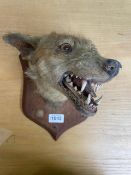 Taxidermy Interest - Red Fox Mask (Vulpes vulpes), mounted on a wooden shield.