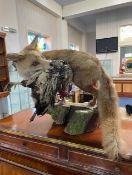 Taxidermy Interest - Fox (Vulpus Vulpus) with Hen. Golden fox in pose with hen in its mouth. Mounted