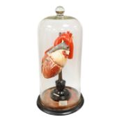 A painted wood and composition model of a human heart by J. Woolley Sons and Co Ltd, Manchester,