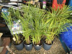 4 X 3LTR POTS INDOOR PALM PLANTS.