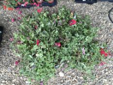 2 X 15 X 9CM POTS GERANIUM TORNADO.