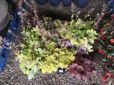 2 X 6 X 2LTR HEUCHERA.
