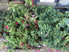 COLLECTION OF 14 FUCHSIA.