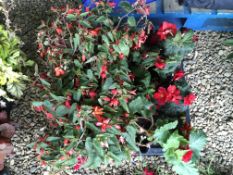 2 X 6 X 13CM POTS BEGONIAS.