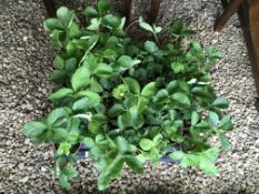 2 X 12 X 11CM POTS STRAWBERRY PLANTS.