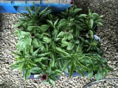 2 X 6 X 2LTR ECHINACHA.