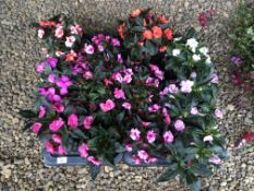 2 X 6 X 2LTR POTS NEW GUINEA IMPATIENS.