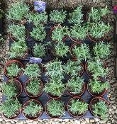 30 GARDEN READY LAVENDER.