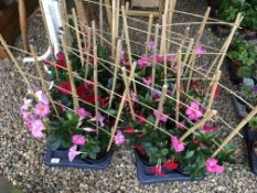 2 X 6 X 2LTR POTS MANDEVILLA.