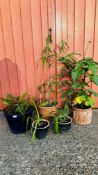 A GROUP OF POTTED PLANTS TO INCLUDE BAMBOO, SHOEFLY,