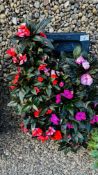 6 X 2LTR POTS NEW GUINEA IMPATIENS.