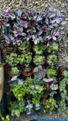 42 ROCKERY / ALPINE PLUS 8 TRADESCANTIA HOUSE PLANTS (50 PLANTS).