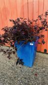 A LARGE BLUE GLAZED PLANTER CONTAINING LOROPETALUM CHINENSIS 